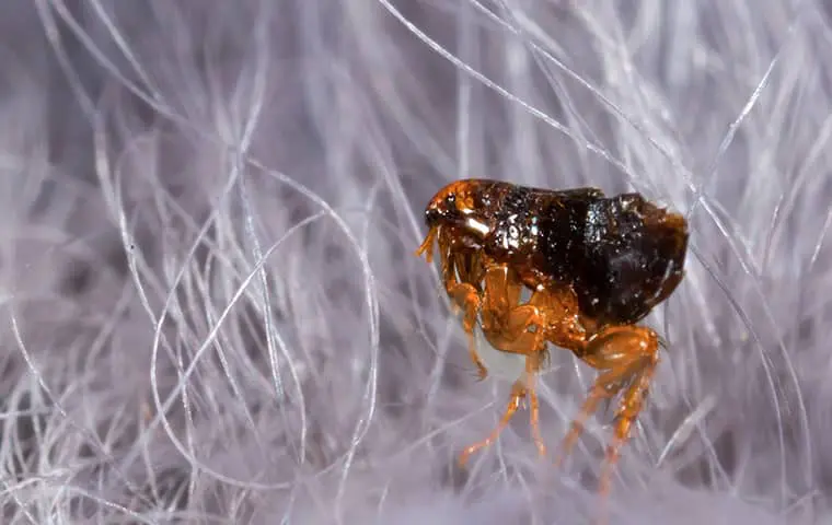 How Dangerous Is It To Have Fleas In My Jacksonville Home?