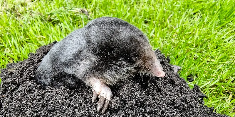 Ground Moles - What You Need to Know