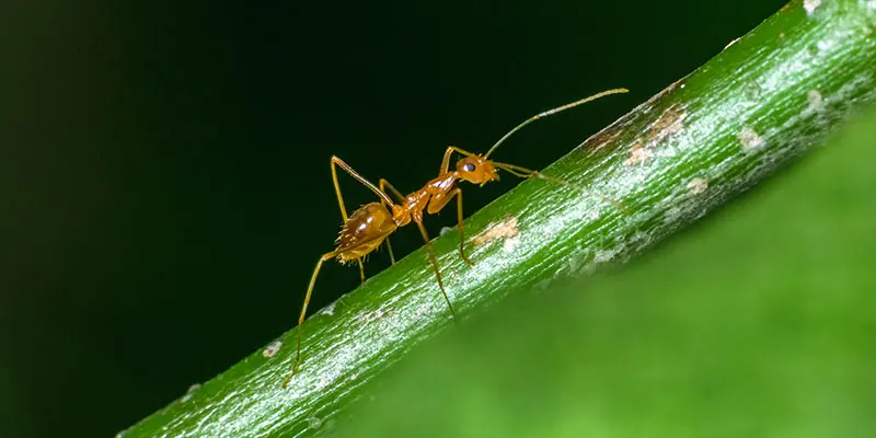 What are Pharaoh Ants and Just How Dangerous Are They