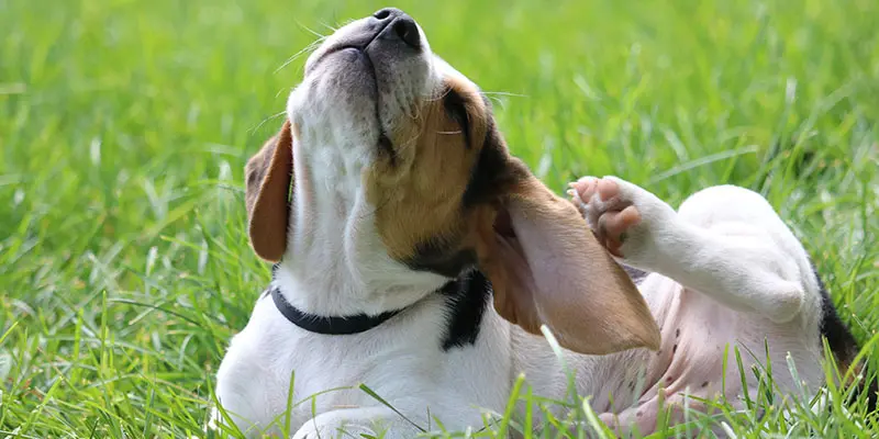 What You Should Know about Fleas and Your Lawn