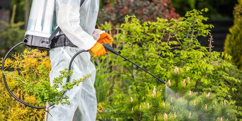 Should You Have Your Home Sprayed for Bugs?