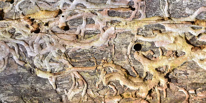 What Does an Infestation of Termites Look Like