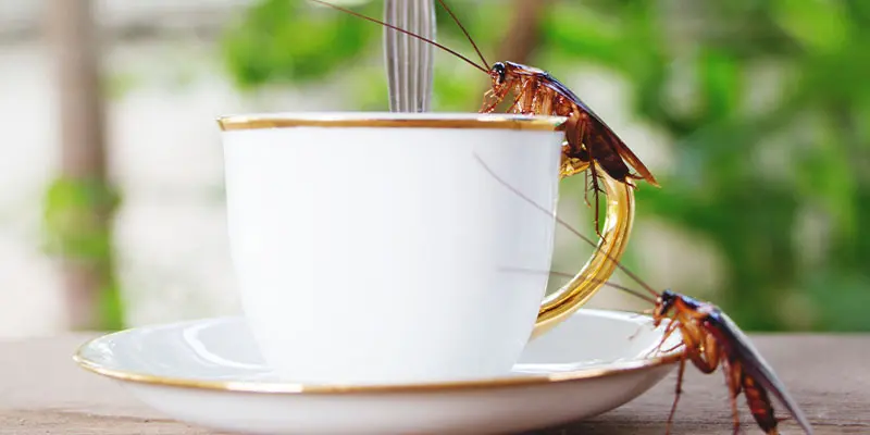 How Do You Get Rid of Roaches Fast?