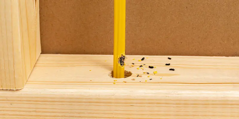 Why Rats Come into Houses