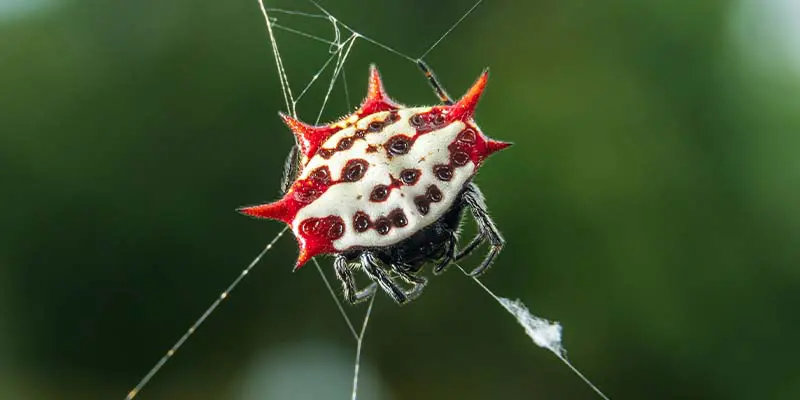 How Do You Get Rid of Spiders in a Jacksonville Home?