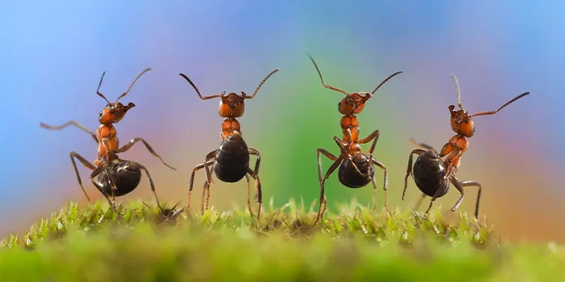 Can Ants Feel Pain? Only the Secret World of Insects Can Tell