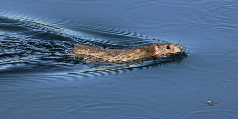 Can Rats Swim? The Answer May Surprise (And Scare You, Too)