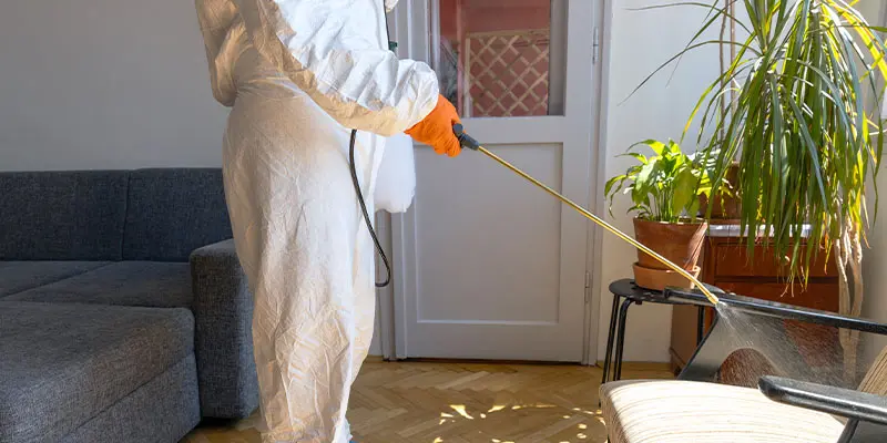 How Do You Stop a Pest Infestation?