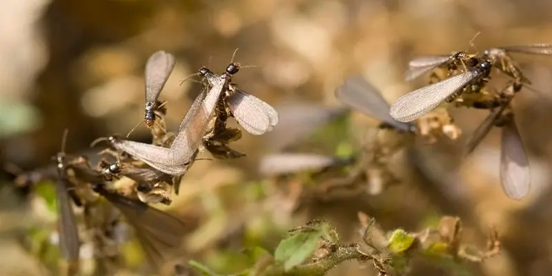 Can Termites Fly? A Common Myth Debunked