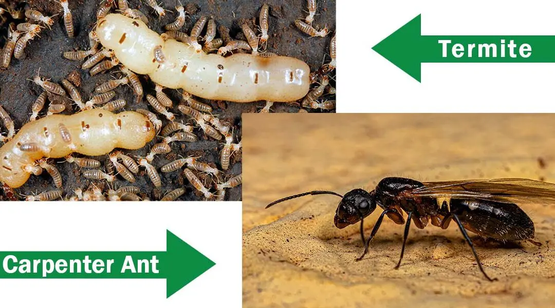 Which is More Destructive to a Home Carpenter Ants or Termites, and How Do I Tell Them Apart