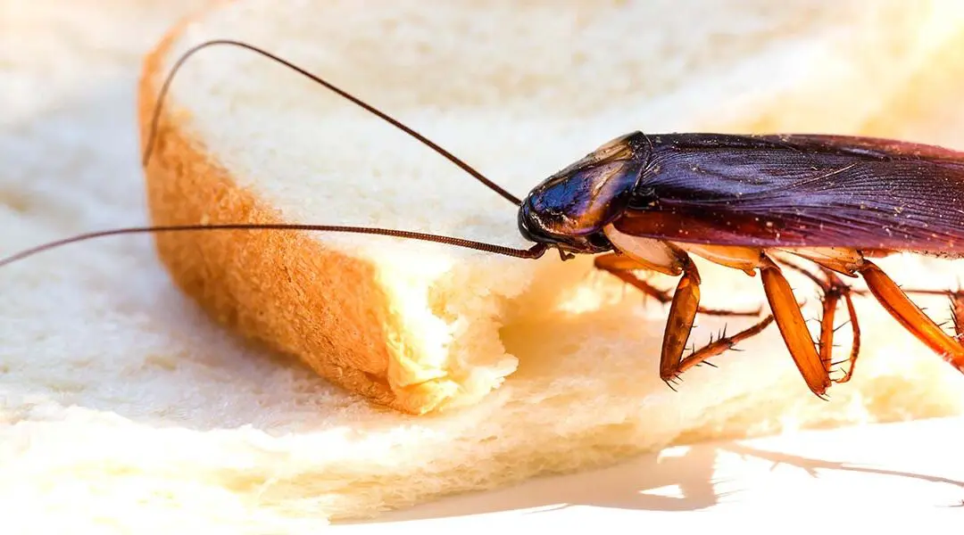Are Roaches Dangerous? Yes; and In More Ways than One – Here’s Why