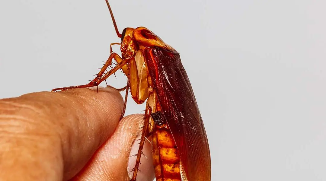 Can Roaches Bite? Separating Fact From Fiction
