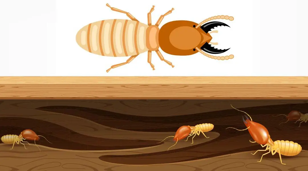 Can Termites Bite Humans? What Termites Are Really Capable Of