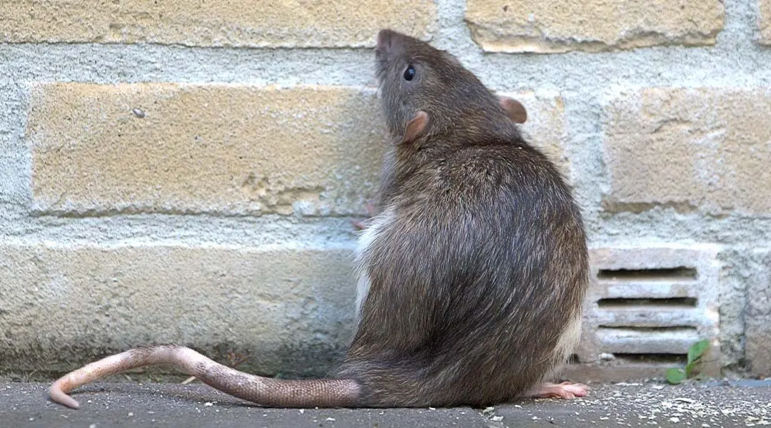 Can Rats Climb Walls? What Jacksonville Homeowners Need to Know