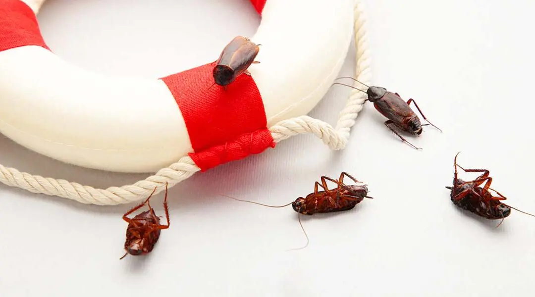 Can Roaches Swim? The Real Answer Will Shock You
