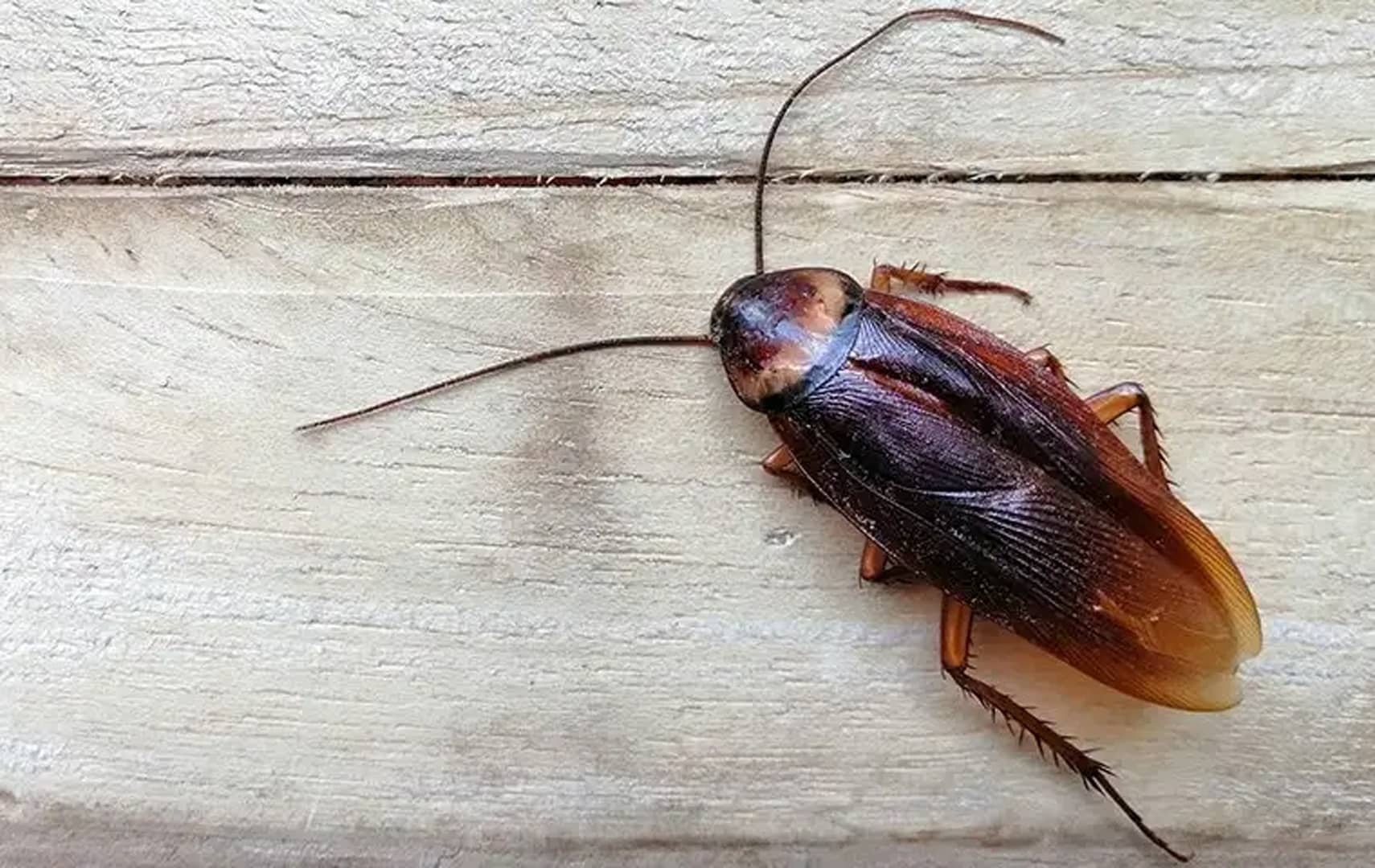 Cockroaches