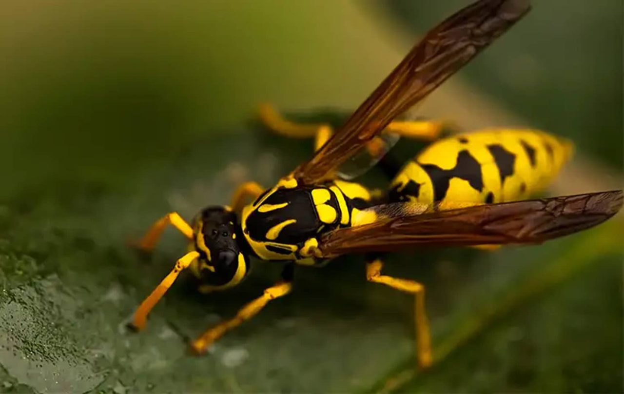 How To Naturally Repel Wasps From Your Jacksonville Yard Trad's Pest