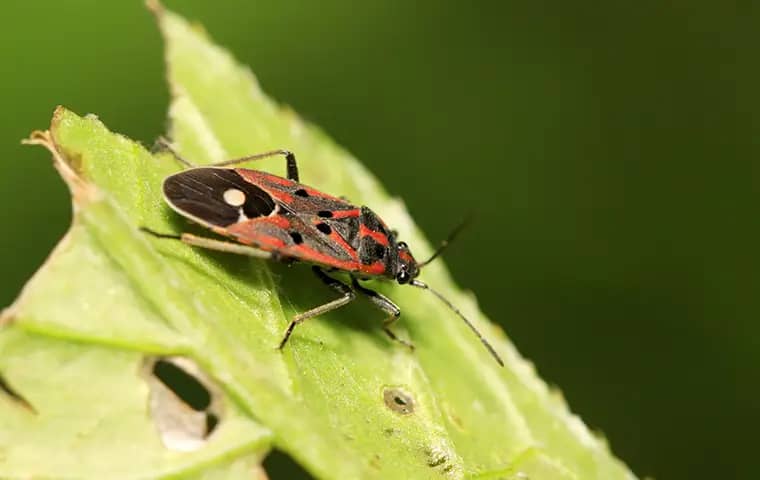 ghost-ant-identification chinch bug on a leaf