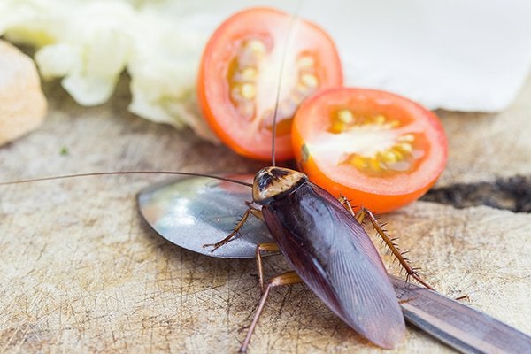 Avoiding Cockroach Infestations In Jacksonville Can Be Hard To Do