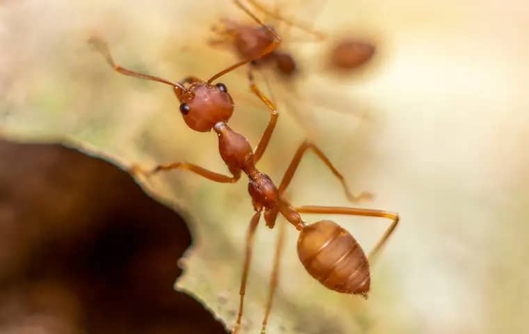 ghost-ant-identification Fire Ant