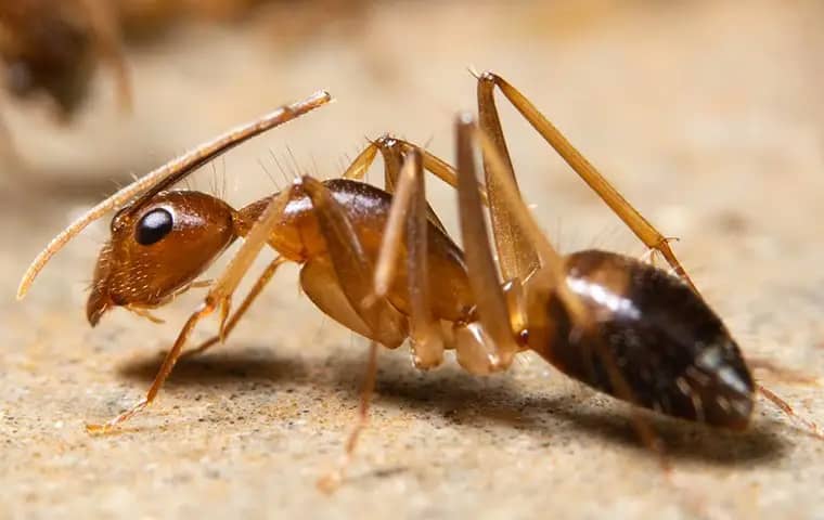 ghost-ant-identification