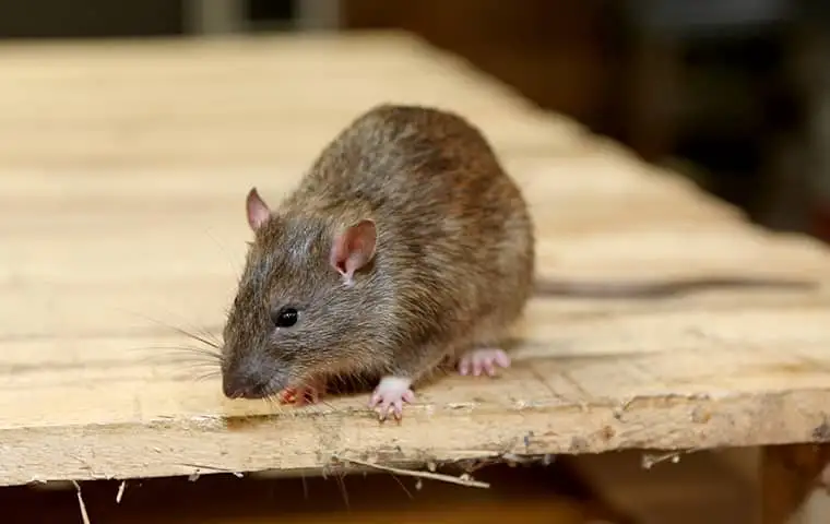 a rat on the counter