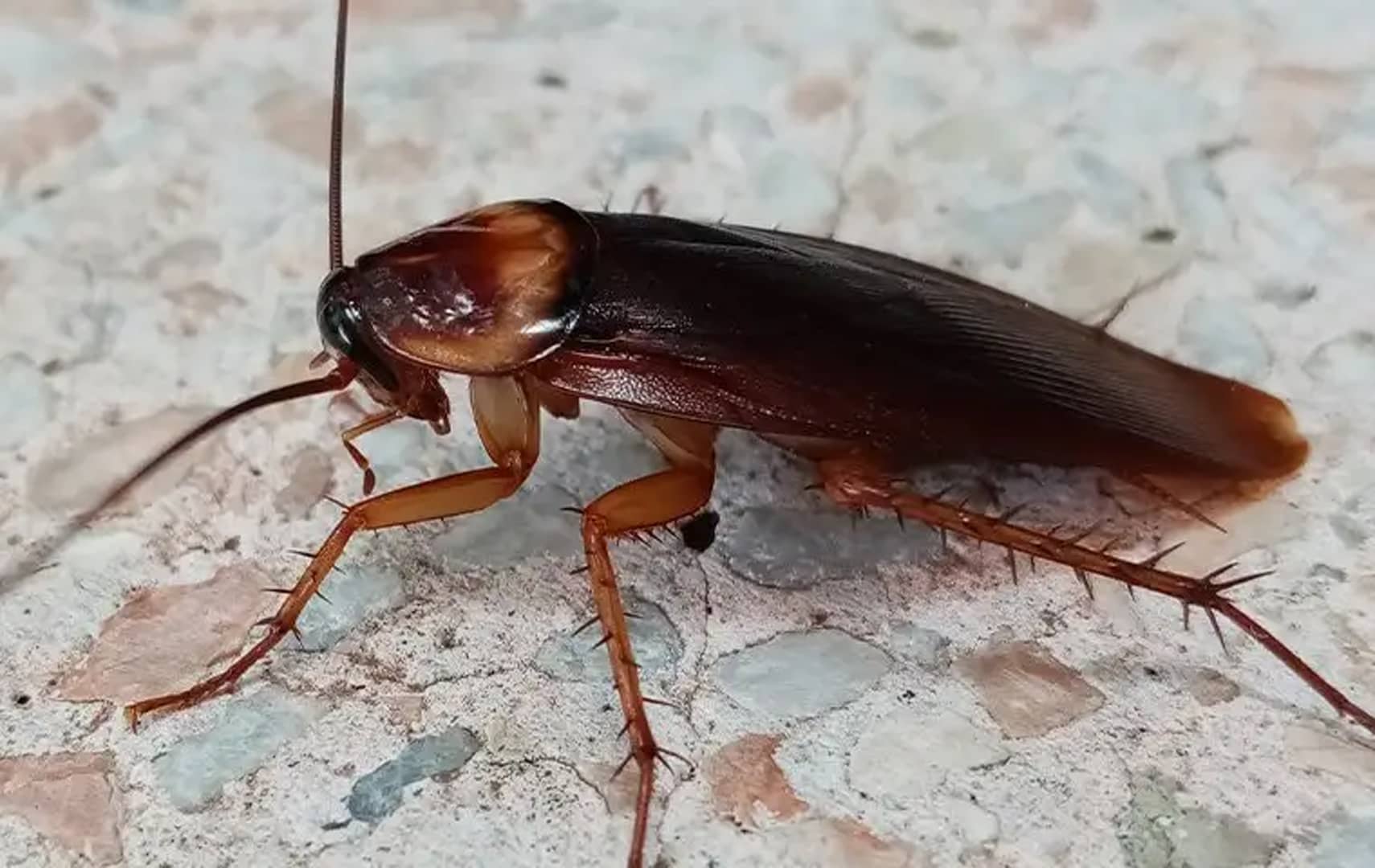 Cockroaches