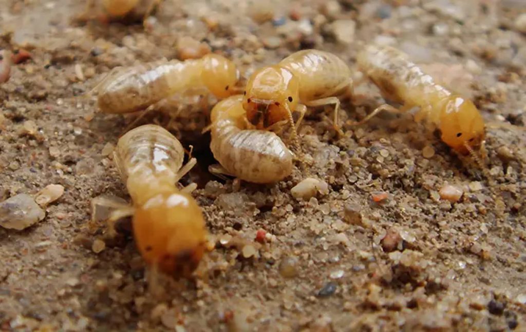 Termites