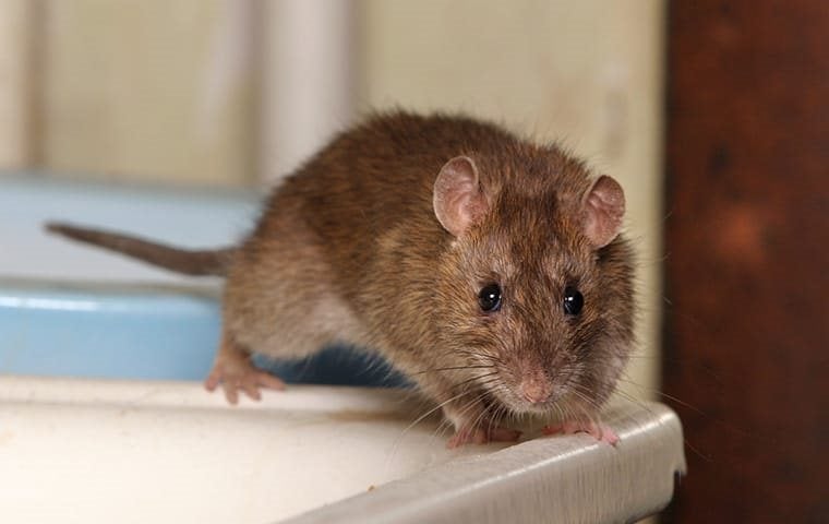 Why Are Rats Attracted To My Jacksonville Home?