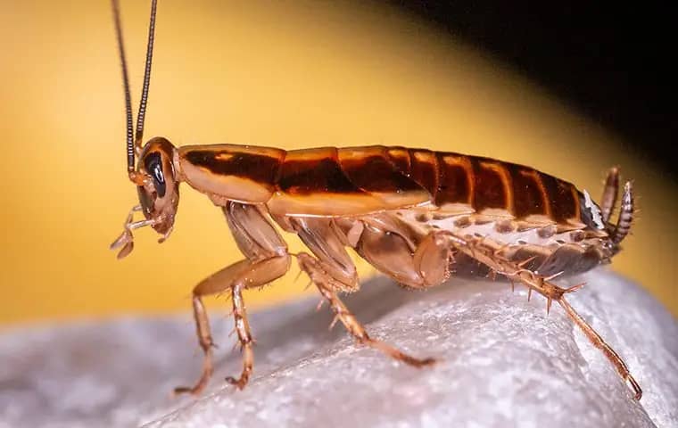 German cockroach in a living room