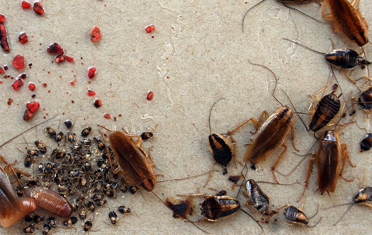 Greater Jacksonville cockroach control