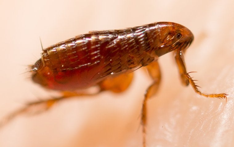 a flea close up on skin