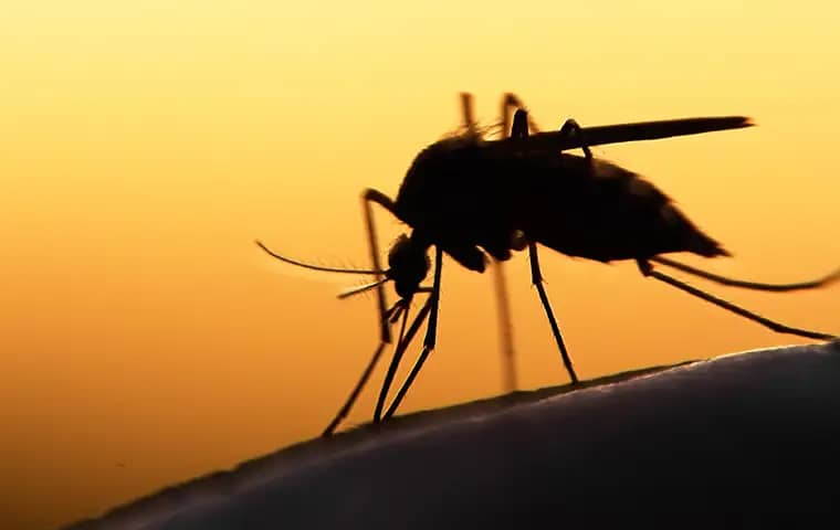 a mosquito at sunset