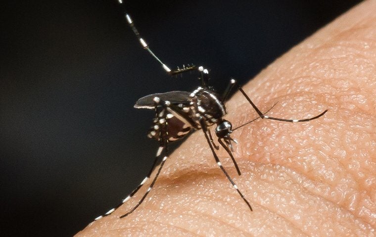 Mosquitoes: All About Jacksonville’s Dangerous Little Fly