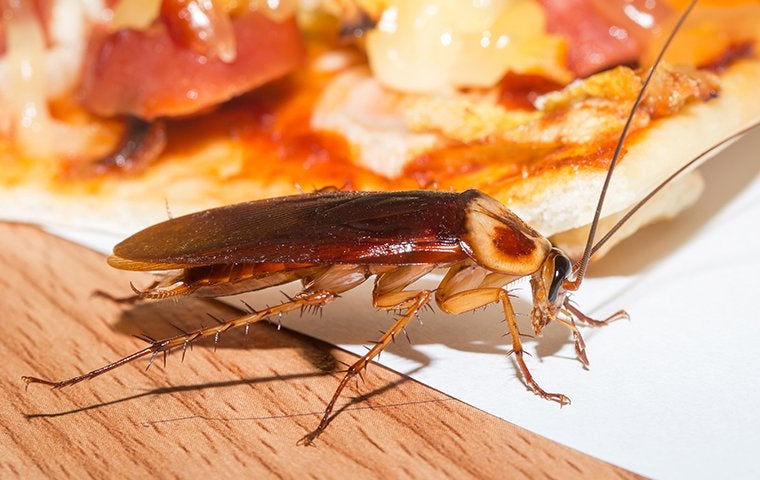 How To Get Rid Of American Cockroaches In Your Jacksonville Home Fast
