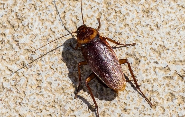The Key To Total Cockroach Elimination In Your Jacksonville Home