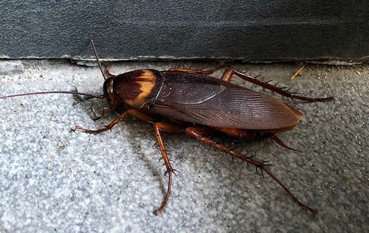 A Step-By-Step Cockroach Prevention Guide For Jacksonville Homes