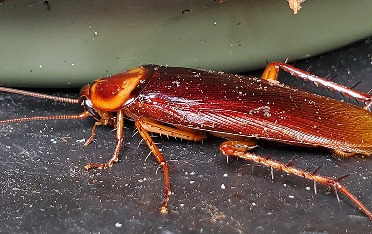 American Roaches In Jacksonville Are A Tricky Mess