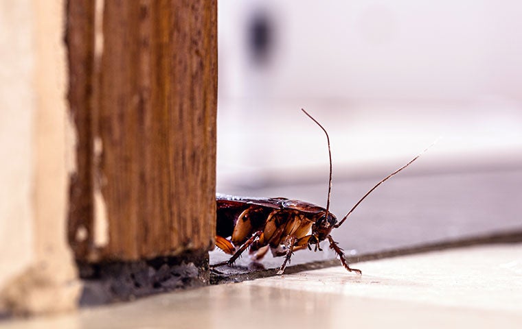 How To Keep A Cockroach-Free Home In Jacksonville