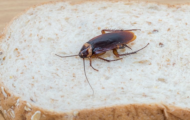 How Bad Is It To Have Cockroaches In My Jacksonville Home?