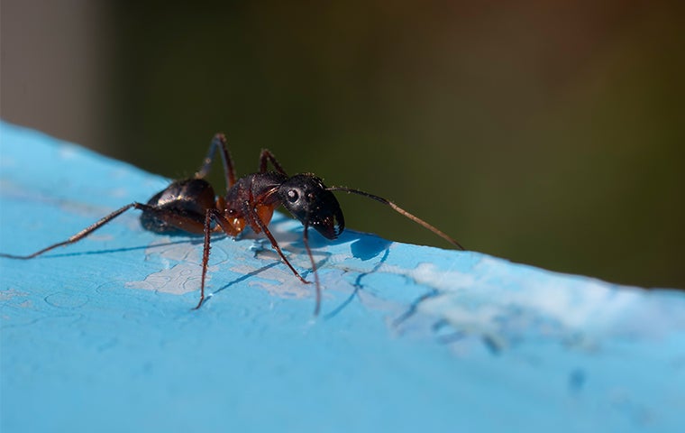 DIY Pest Control Vs. Hiring A Professional: Ant Control In Jacksonville