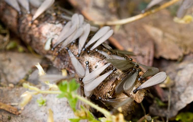 Stay Ahead Of A Potential Termite Problem In Jacksonville