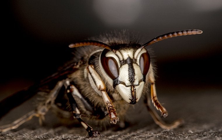 How To Keep Hornets Away From Your Jacksonville Yard