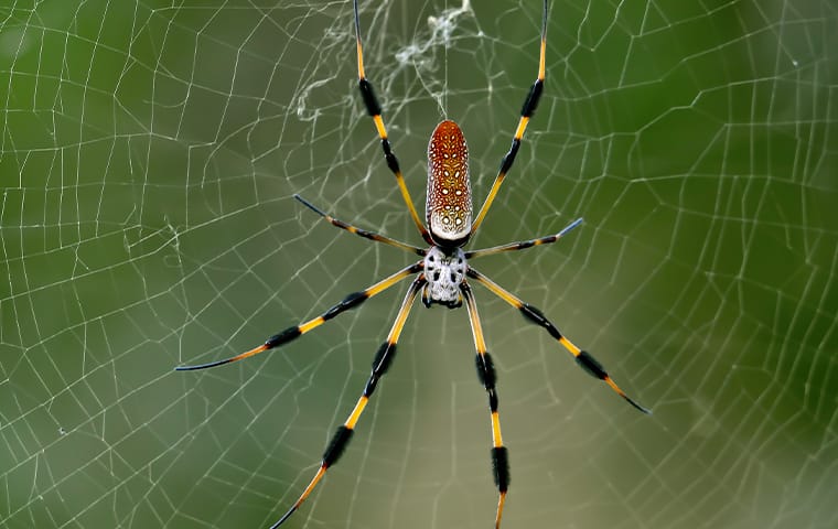 What Are These Huge Banana Spiders Doing Inside My Jacksonville Home?