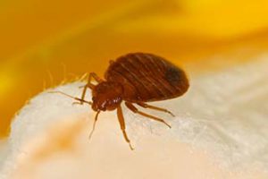 bed bug close up bed bug close up
