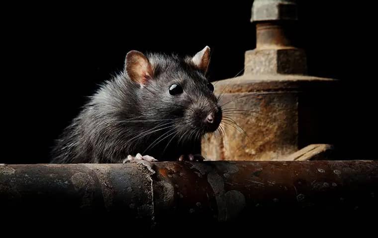 big rat in a dark basement