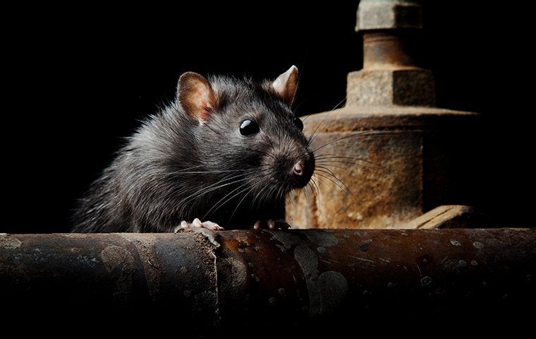 The Best Way To Keep Rats Away From Your Jacksonville Home