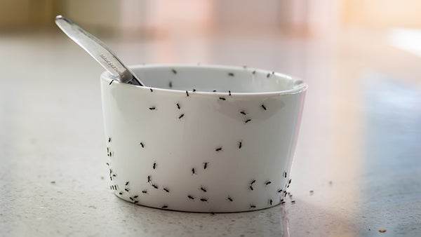 The Secret To Getting Rid Of Ants On Your Jacksonville Property