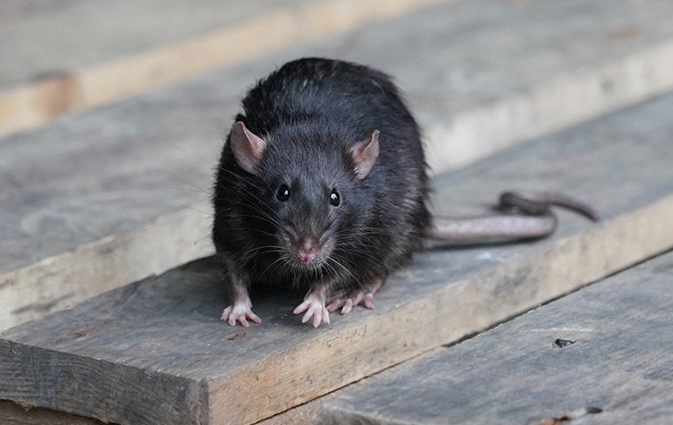 The Trick To Keeping Rodents Away From Your Jacksonville Property