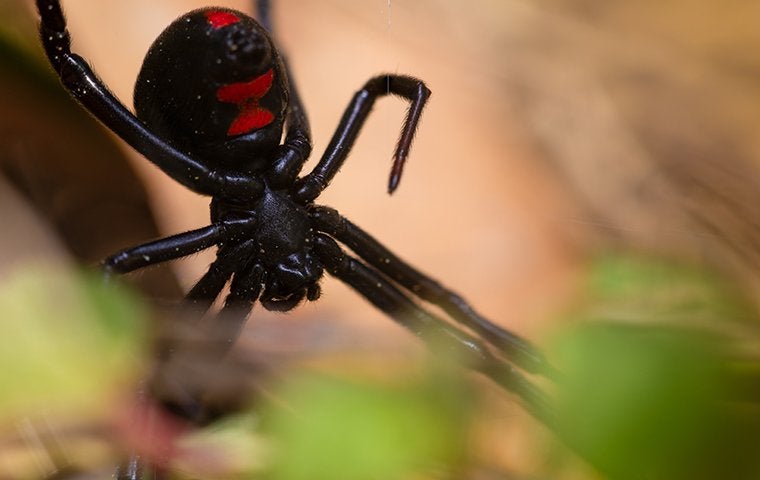How To Prevent Black Widow Spiders In Your Jacksonville Home